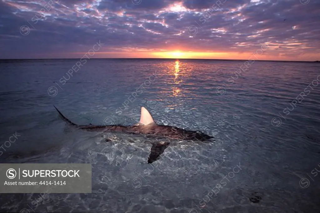 Bahamas Islands, Blacktip shark (Carcharhinus limbatus) swimming in shallow water
