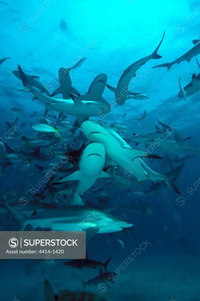 Bahamas Islands, Caribbean Reef Shark (Carcharhinus perezi) swimming in Atlantic Ocean