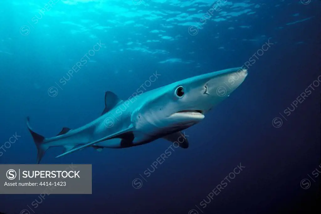 USA, California, Blue shark (Prionace glauca) swimming in Pacific Ocean