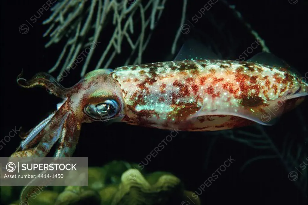 Caribbean, Caribbean reef squid (Sepioteuthis sepioidea) changing color and texture to match their reef habitat
