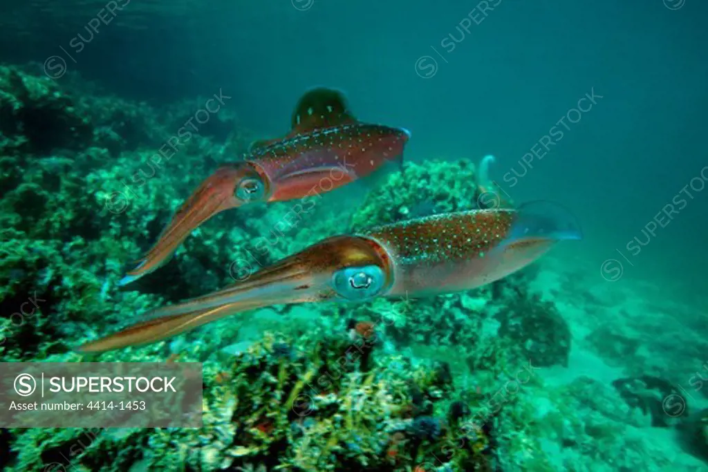 Venezuela, Caribbean reef squid (Sepioteuthis sepioidea)