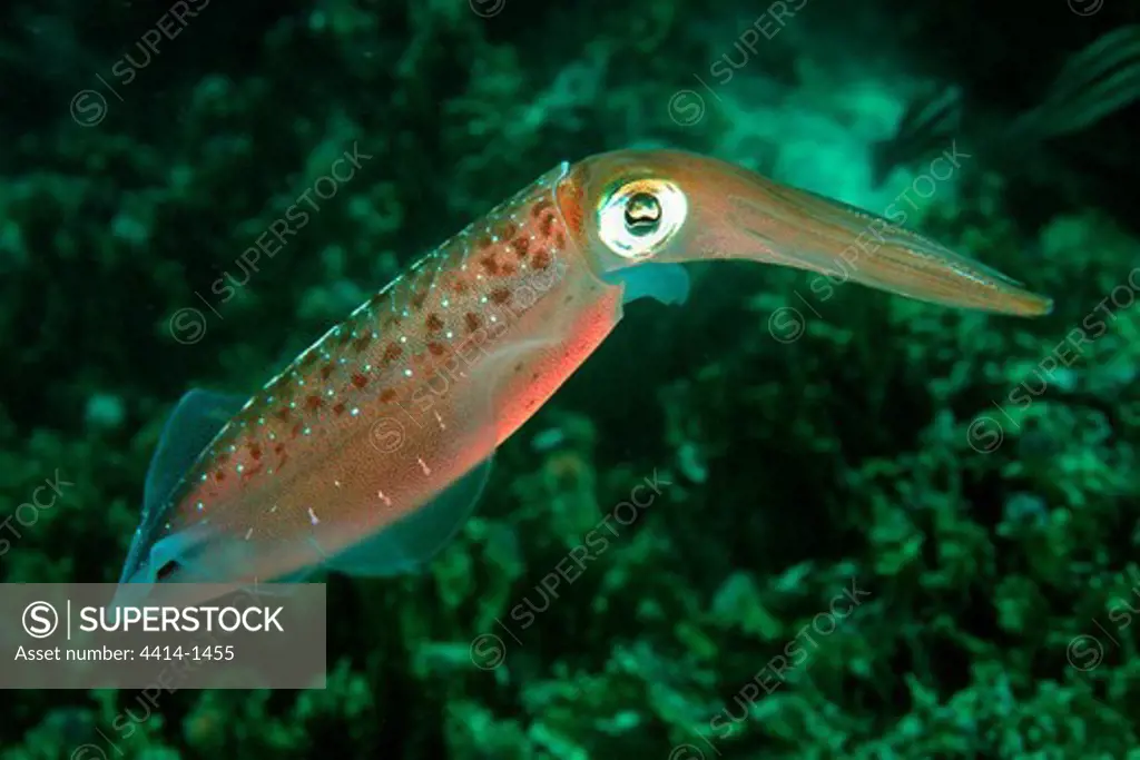 Venezuela, Atlantic Ocean, Caribbean reef squid (Sepioteuthis sepioidea)