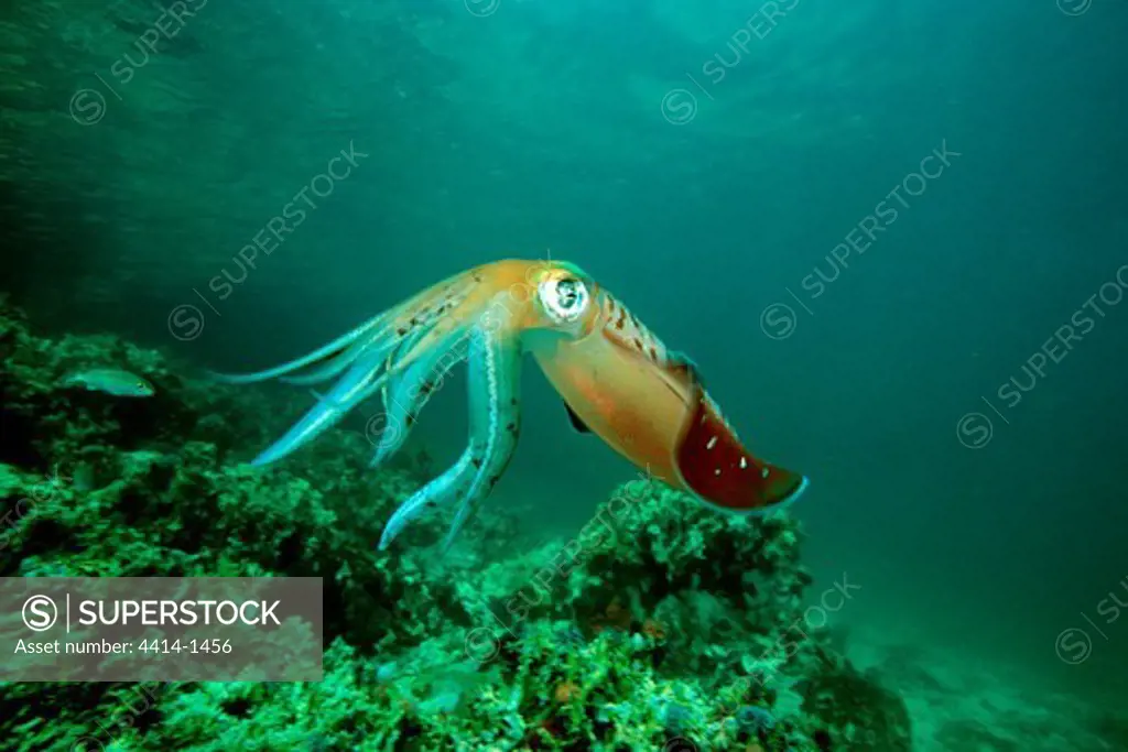Venezuela, Caribbean reef squid (Sepioteuthis sepioidea)
