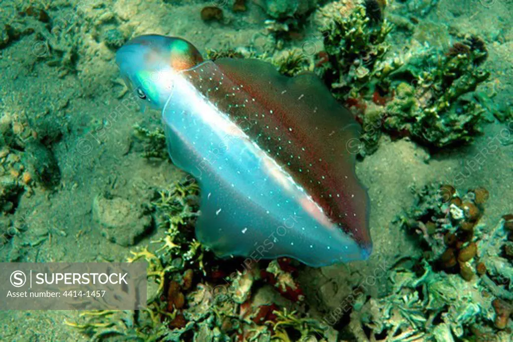 Venezuela, Caribbean reef squid (Sepioteuthis sepioidea)