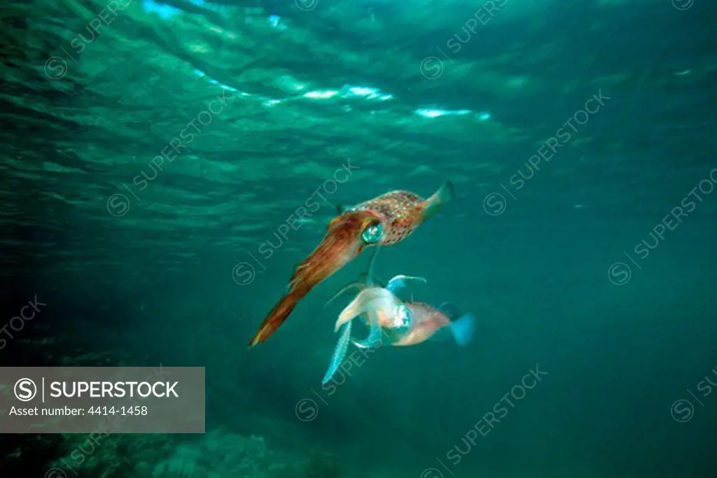 Venezuela, Atlantic Ocean, Caribbean reef squid (Sepioteuthis sepioidea) mating