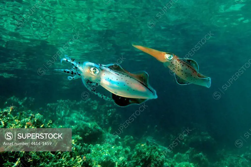 Venezuela, Atlantic Ocean, Caribbean reef squid (Sepioteuthis sepioidea) threat display