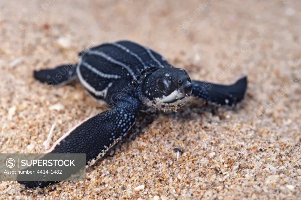 USA, Florida, Young Leatherback Turtle (Dermochelys coriacea) on beach