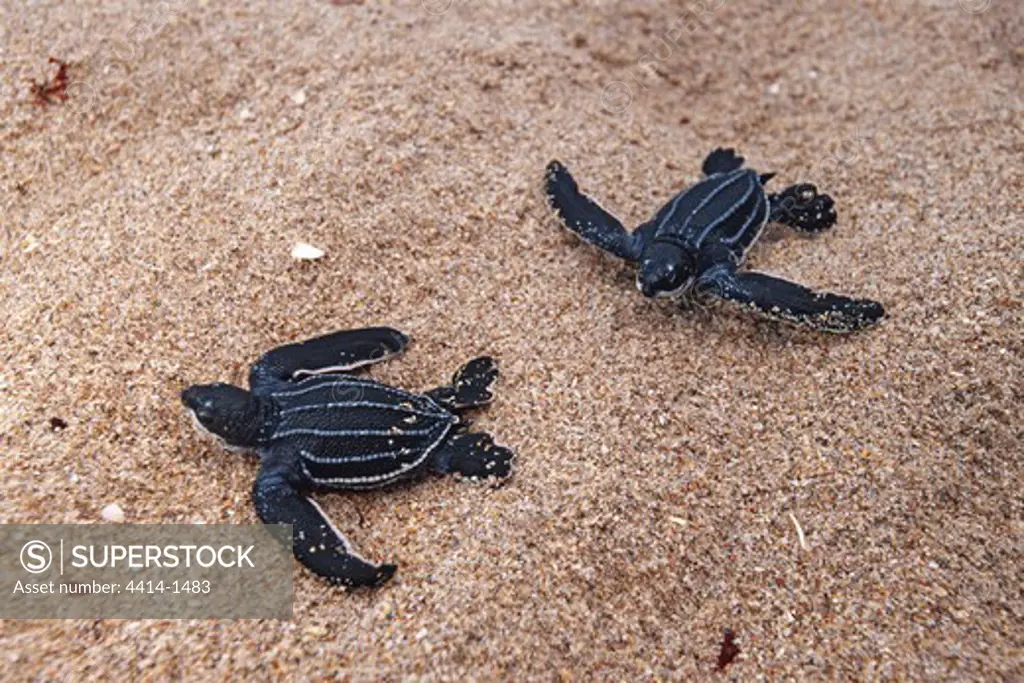 USA, Florida, Young Leatherback Turtles (Dermochelys coriacea) on beach