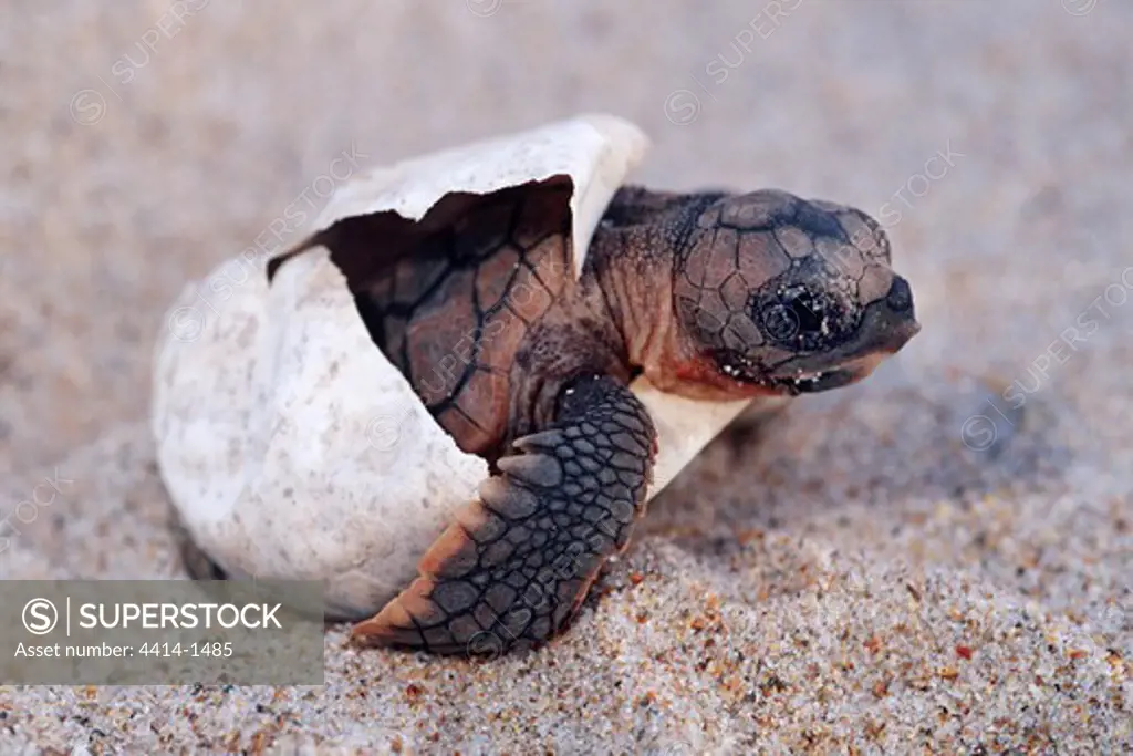 USA, Florida, Juno Beach, Hatchling of Loggerhead turtle (Caretta caretta) trying to avoid predators during their escape to open ocean