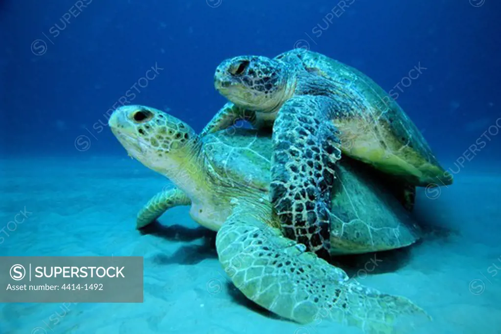USA, Florida, Juno Beach, Atlantic Ocean, Green turtle (Chelonia mydas) mating