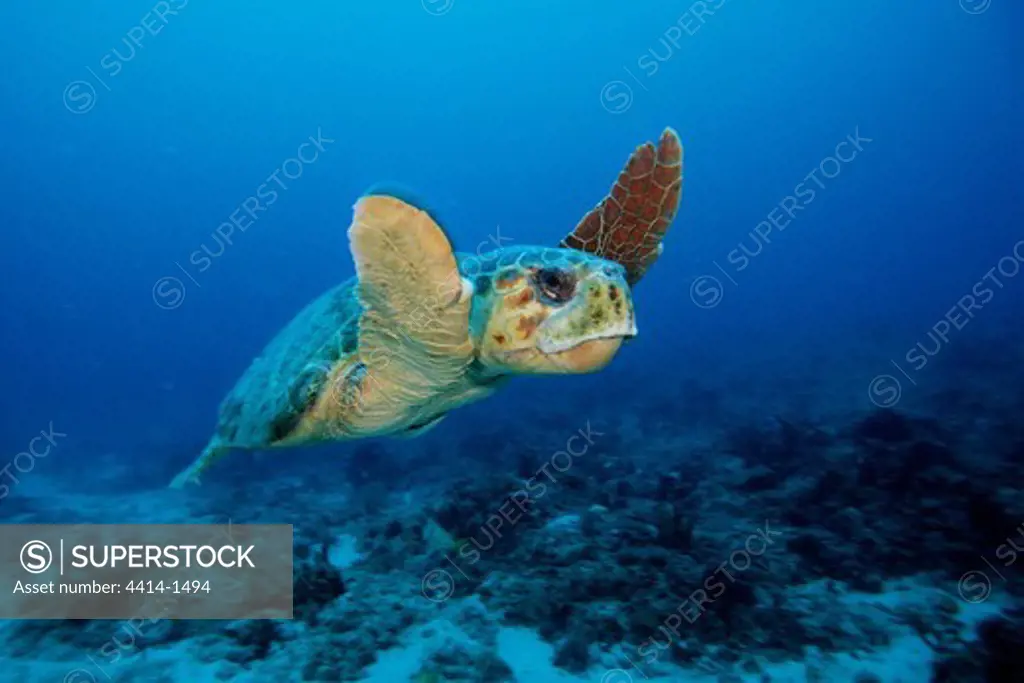 USA, Florida, Singer Island, Loggerhead turtle (Caretta caretta)
