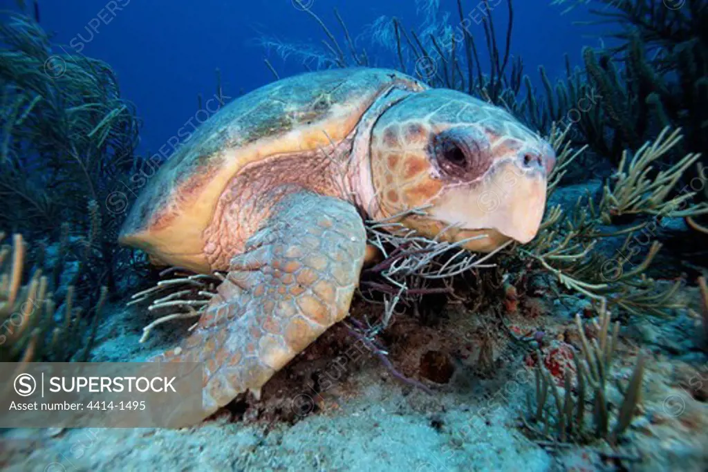 USA, Florida, Palm Beach, Loggerhead turtle (Caretta caretta) eating