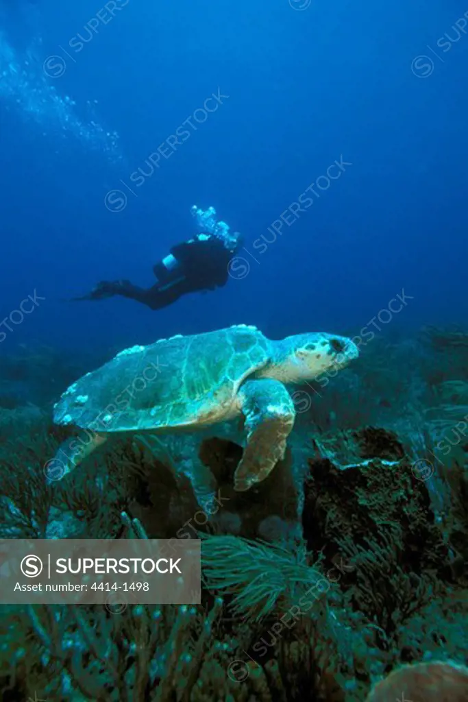 USA, Florida, Palm Beach, Loggerhead turtles (Caretta caretta)