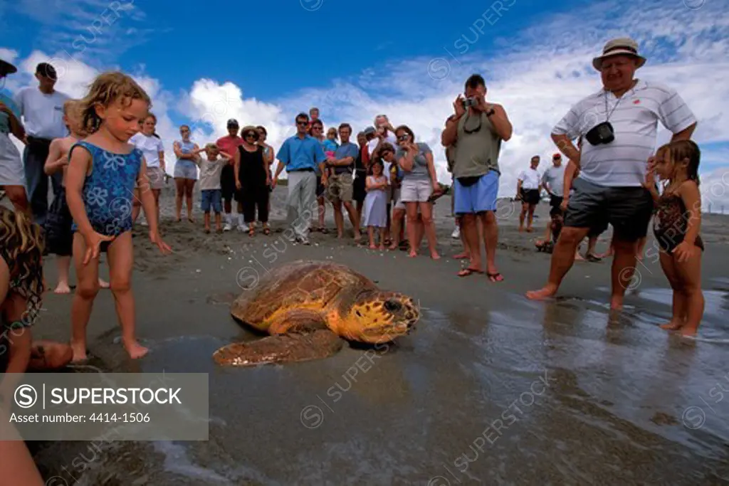 USA, Florida, Loggerhead turtle (Caretta caretta) releasing