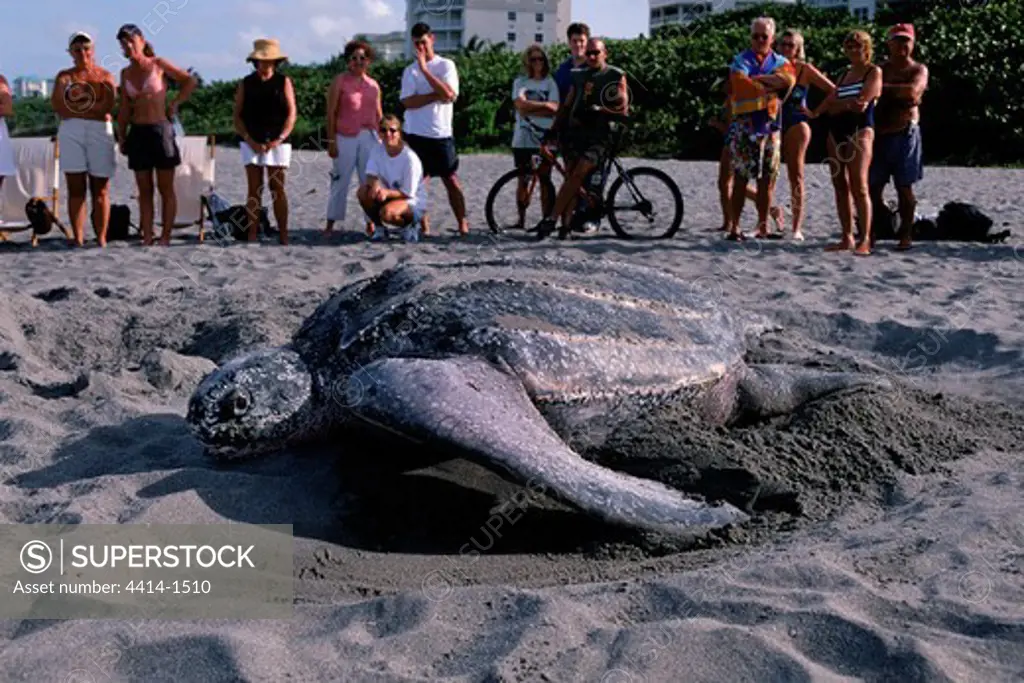 USA, Florida, Adult female of Leatherback Turtle (Dermochelys coriacea) during rare daytime nesting event