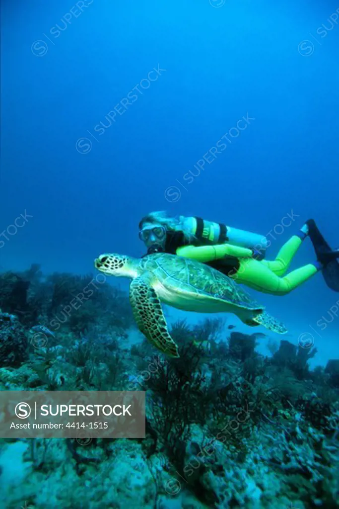 USA, Florida, Atlantic Ocean, Green turtle (Chelonia mydas) with scuba diver
