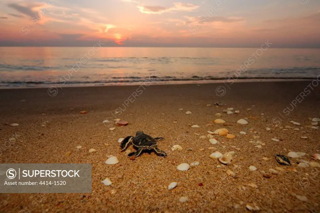 USA, Florida, Hatchling of Green sea turtle (Chelonia mydas)