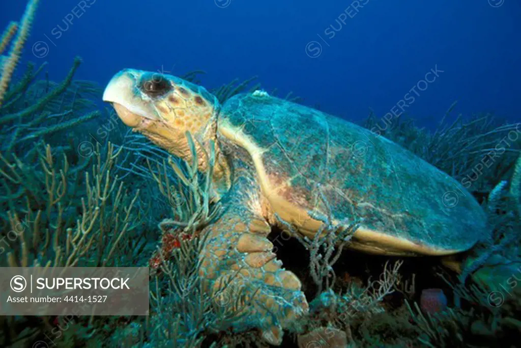 USA, Florida, Palm Beach, Loggerhead turtle (Caretta caretta)