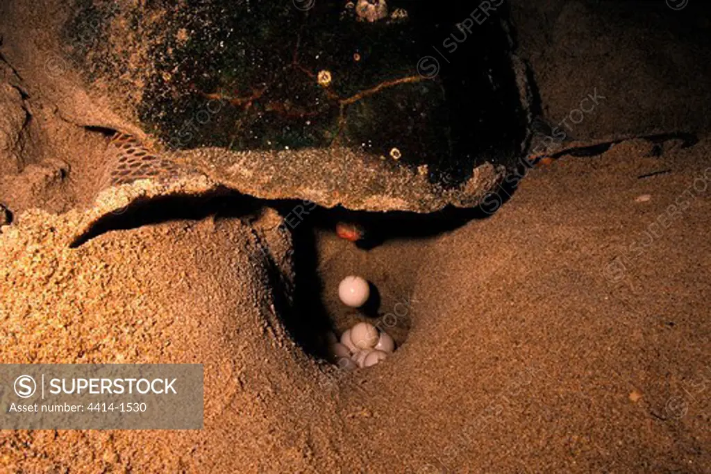 USA, Florida, Loggerhead turtles (Caretta caretta) laying eggs