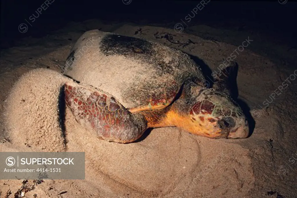 Loggerhead turtles (Caretta caretta) nesting
