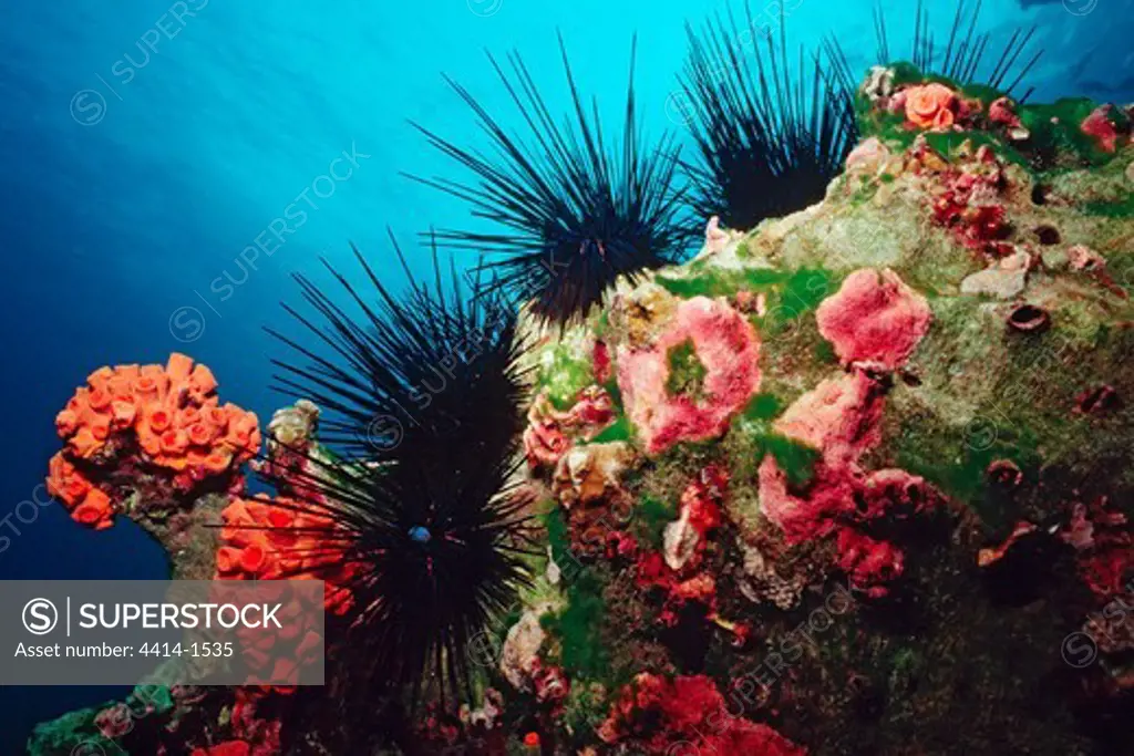 Cocos Island, Long-spined Urchin (Diadema mexicanum)