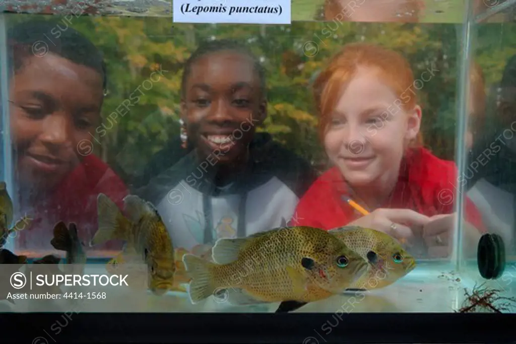 USA, Florida, Ichetucknee State Park, Ichetucknee Spring, Group of chidren looking at fish in fish tank