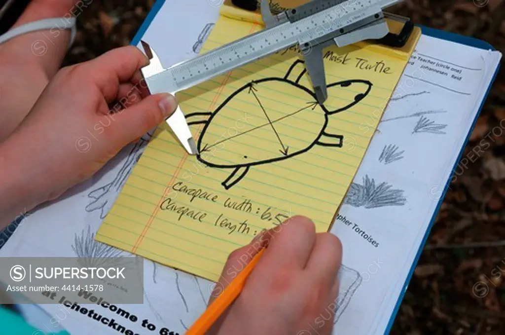 USA, Florida, Ichetucknee State Park, Ichetucknee Spring, Girl measuring turtle drawing