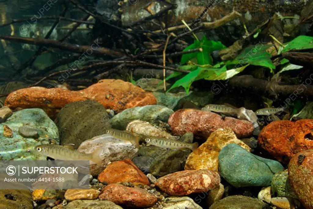 USA, Oregon, Sugarpine Creek, Juvenile Coho Salmon (Oncorhynchus kisutch)