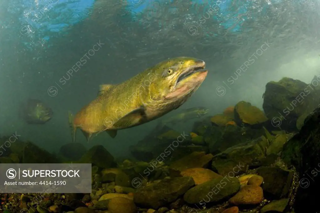 USA, Oregon, Rogue River, Chinook or King Salmon (Oncorhynchus tshawytscha)