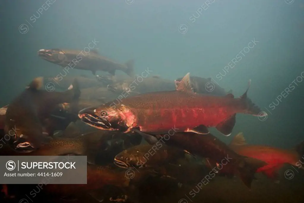 USA, Oregon, Rogue River, Coho or Silver Salmon (Oncorhynchus kisutch)