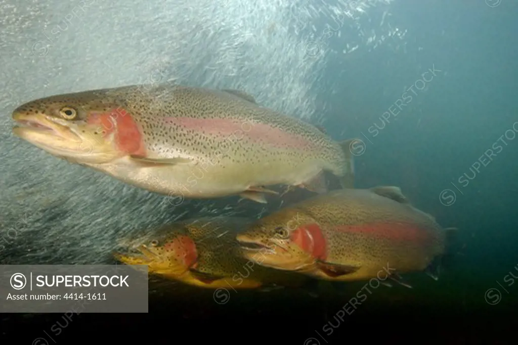 USA, Oregon, Rogue River, Rainbow trout (Oncorhynchus mykiss)