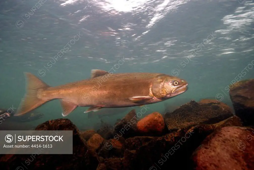 USA, Oregon, Rogue River, Coho or Silver Salmon (Oncorhynchus kisutch)