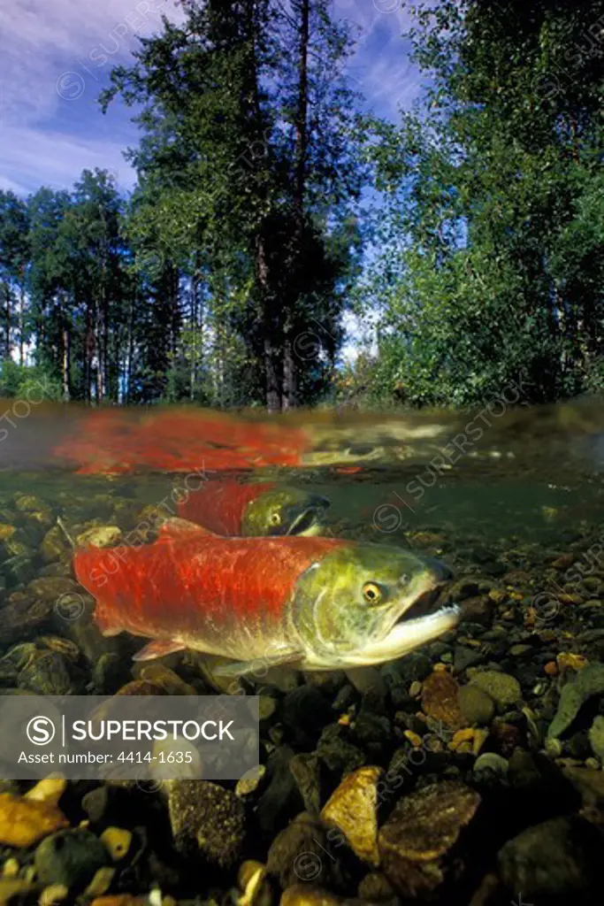 Canada, British Columbia, Horsefly River, Sockeye or Red Salmon, Oncorhynchus nerka