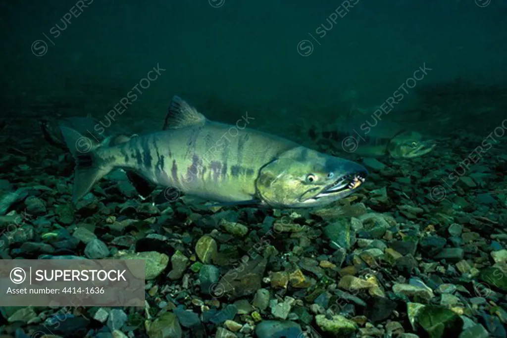 USA, Alaska, Owens Creek, Chum or Dog Salmon, Oncorhynchus keta