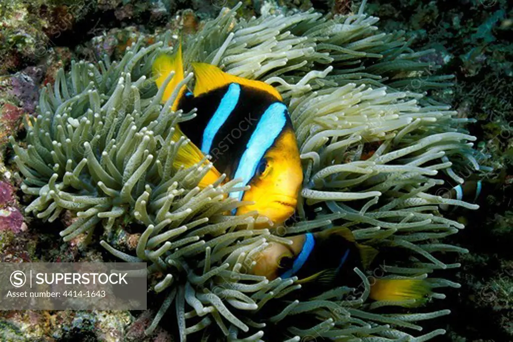 Fiji, Pacific Ocean, Orange-fin anemonefish, Amphiprion chrysopterus