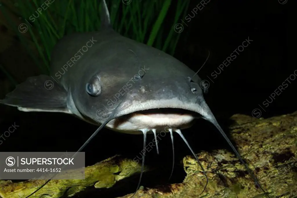 USA, Florida, Channel catfish, Ictalurus punctatus