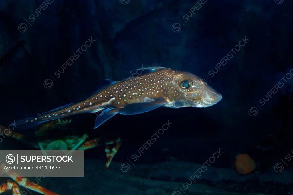 Spotted ratfish, Hydrolagus colliei, captive