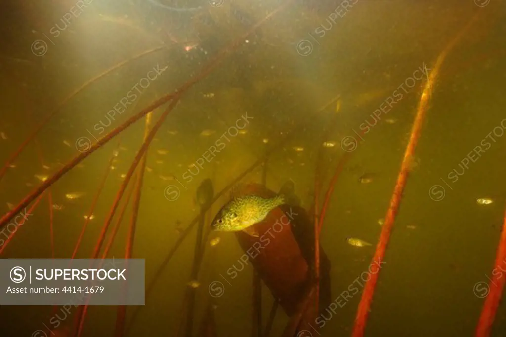 USA, Vermont, Redear sunfish, Lepomis microlophus
