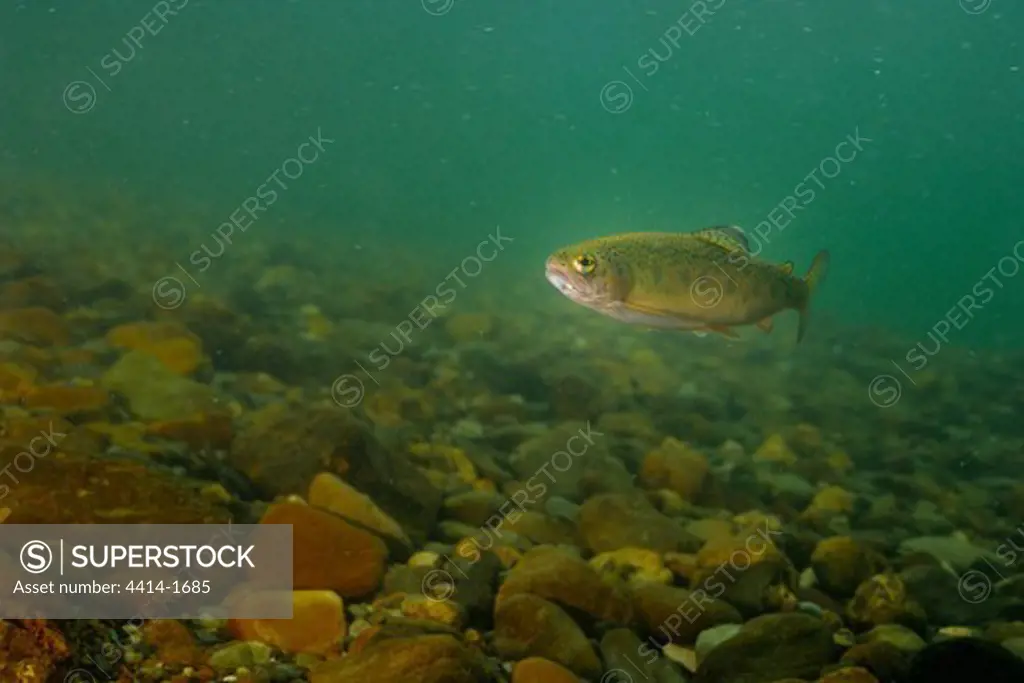 USA, Vermont, Mettawee River, Rainbow Trout, Oncorhynchus mykiss