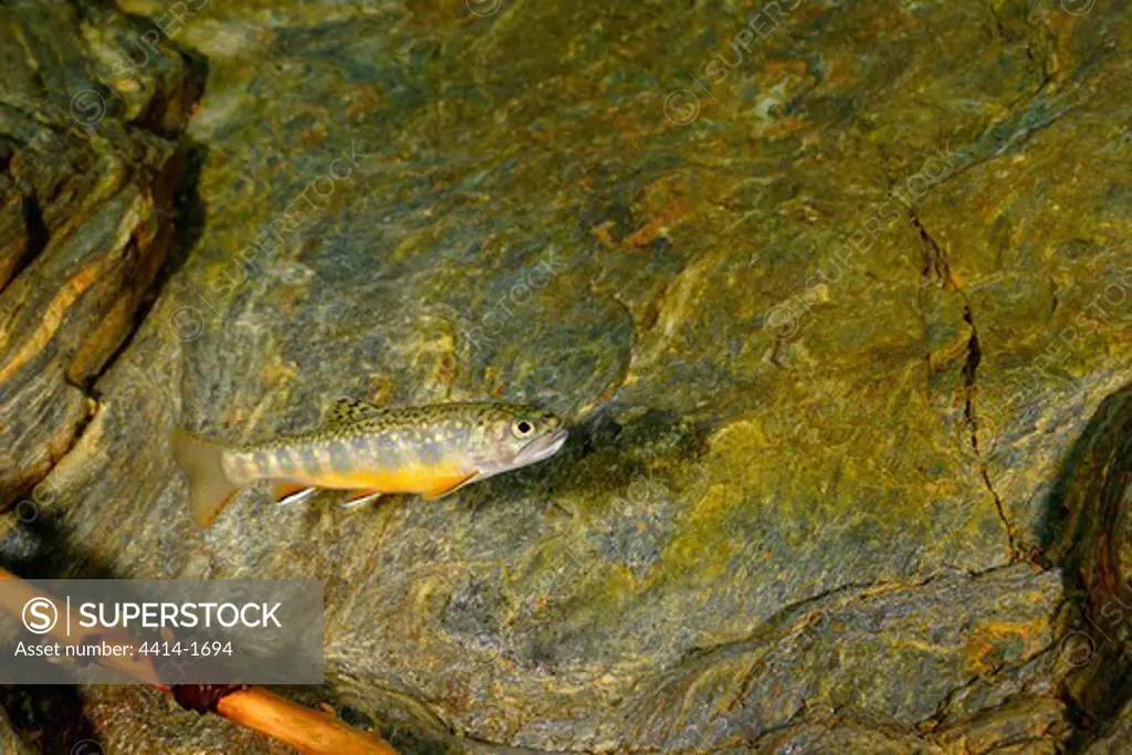 USA, Vermont, Clark brook, Brook trout, Salvelinus fontinalis