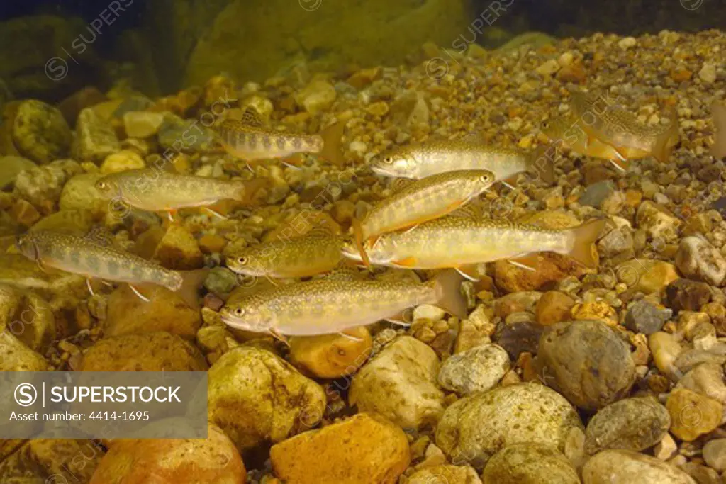 USA, Vermont, Mendon brook, Brook trout, Salvelinus fontinalis