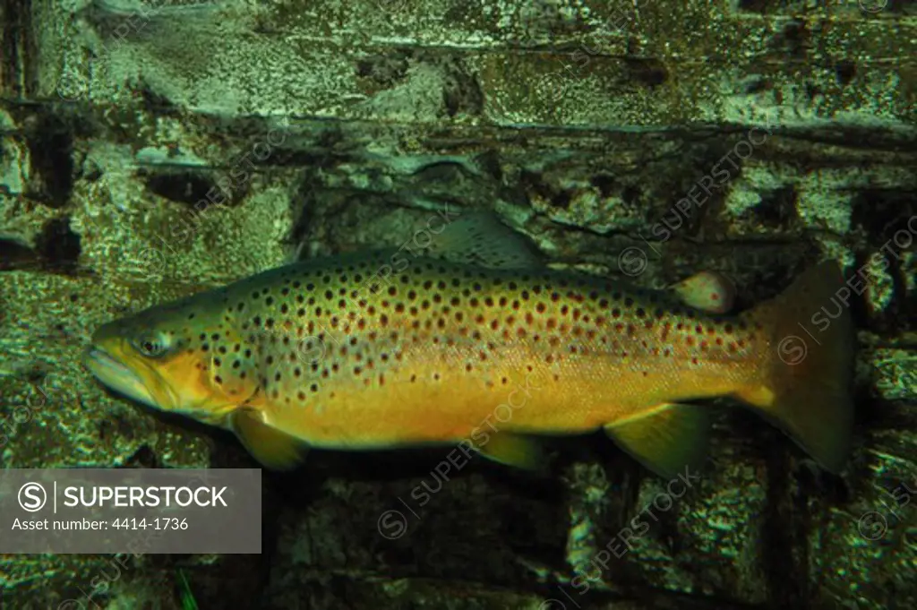 Brook trout, Salvelinus fontinalis, captive