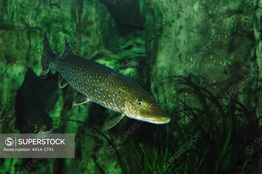 Northern Pike, Esox lucius, captive