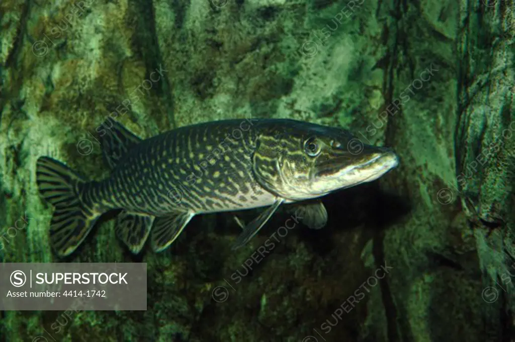Northern Pike, Esox lucius, captive