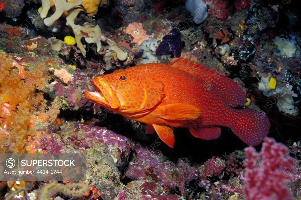 Pacific Ocean, Fiji, Coral cod, Cephalopholis miniata