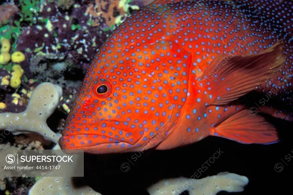 Pacific Ocean, Fiji, Coral cod, Cephalopholis miniata