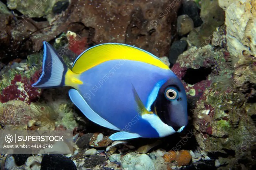 Powder-blue surgeonfish, Acanthurus leucosternon, captive