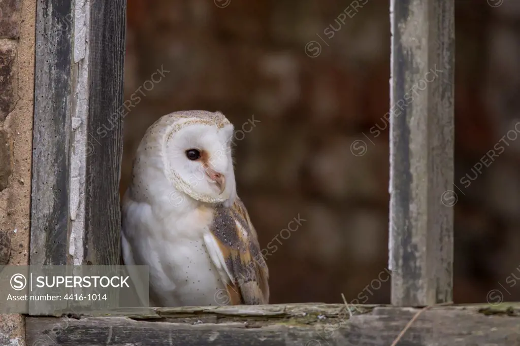 Barn Owl (Tyto Alba) in barn window. Captive