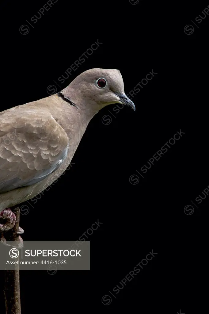 Collared Dove on perch Garden Norfolk