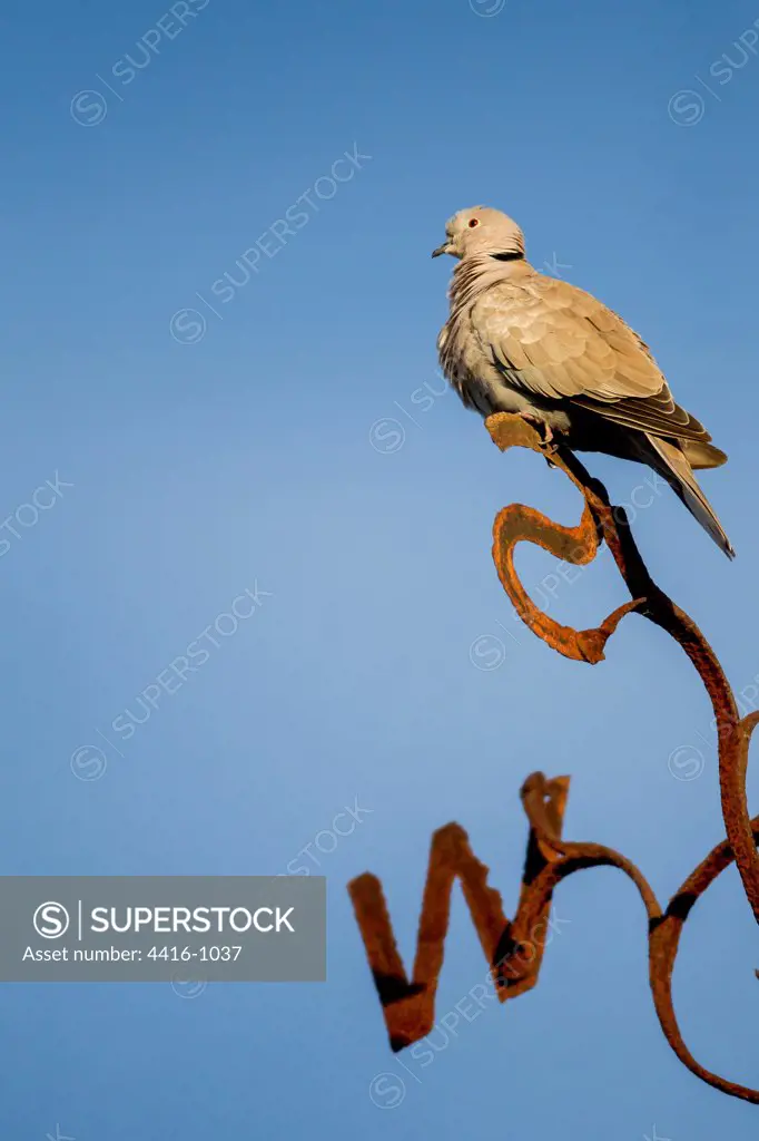 Collare Dove (Streptopelia decaocto) on weathervane. Norfolk